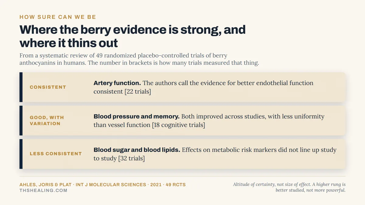 Evidence ladder showing artery function as the most consistent berry finding, blood pressure and memory as good with variation, and blood sugar and lipids as less consistent