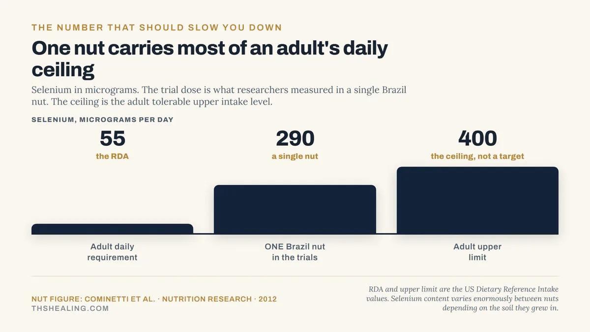 Bar chart showing 55 micrograms as the adult requirement, 290 in a single Brazil nut, and 400 as the adult upper limit