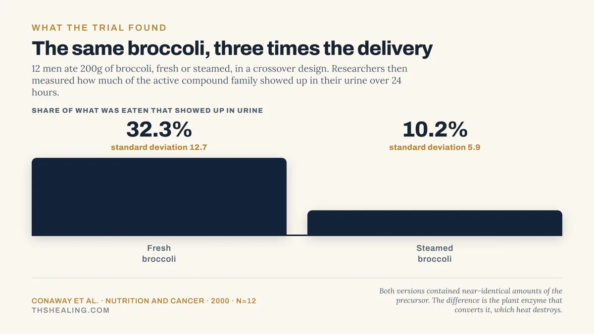 Bar chart showing 32.3% of the compound reached urine after fresh broccoli versus 10.2% after steamed