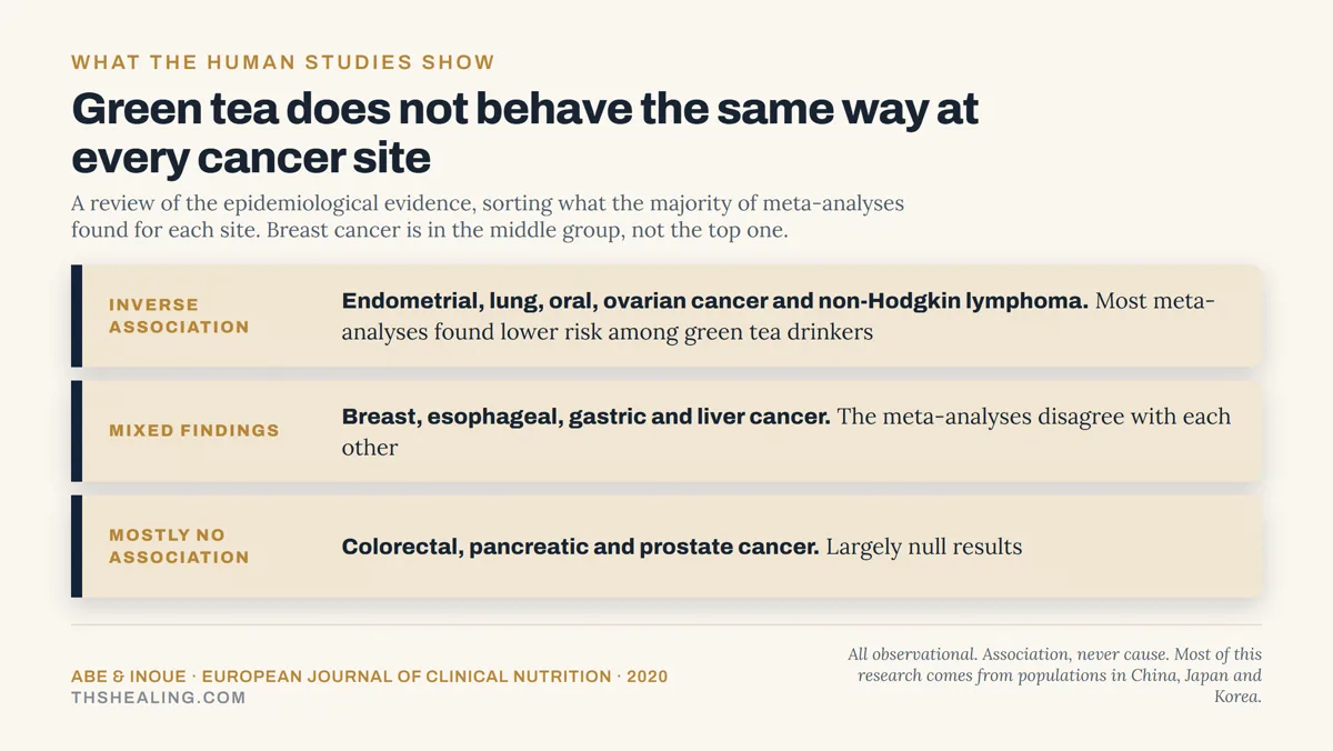 Evidence ladder placing endometrial, lung, oral and ovarian cancer in the inverse association group, breast, esophageal, gastric and liver in mixed findings, and colorectal, pancreatic and prostate as mostly null