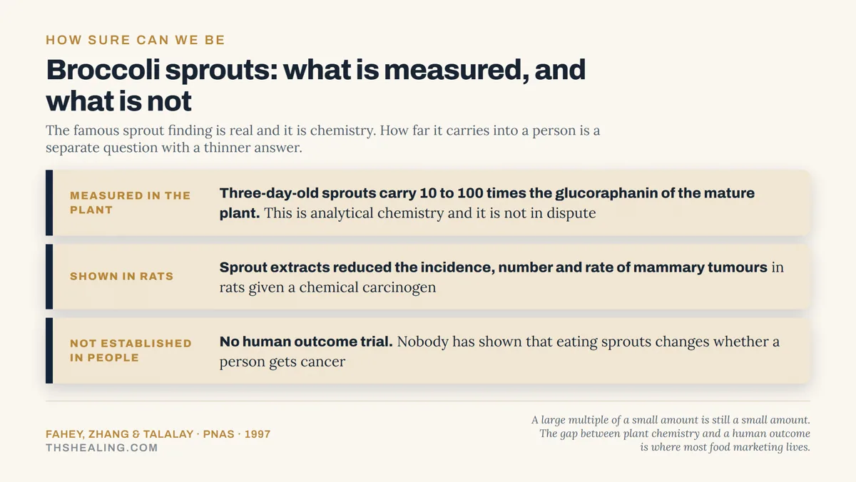 Evidence ladder showing the glucoraphanin multiple is measured chemistry, the tumour reduction was in rats, and no human outcome trial exists