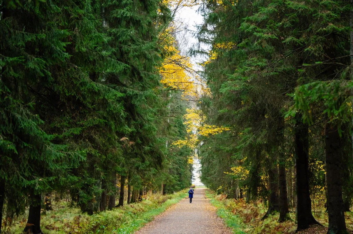 A runner on a narrow path between tall green conifers