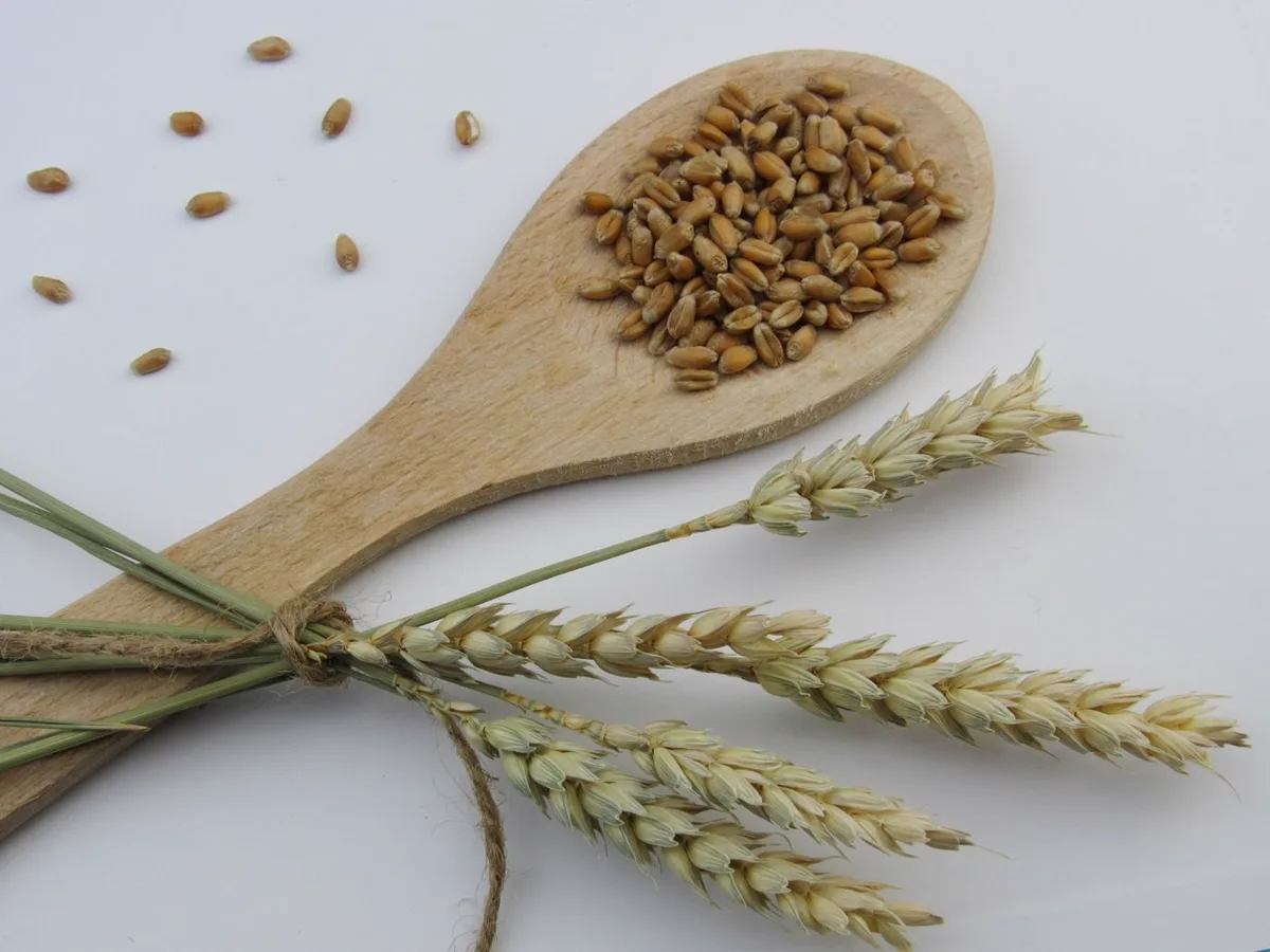 Wheat berries in a wooden spoon beside a bundle of wheat ears on a white surface